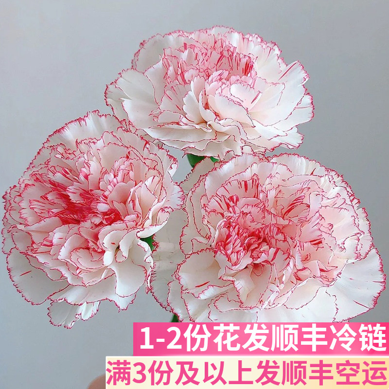 西雅图康乃馨云南基地直发