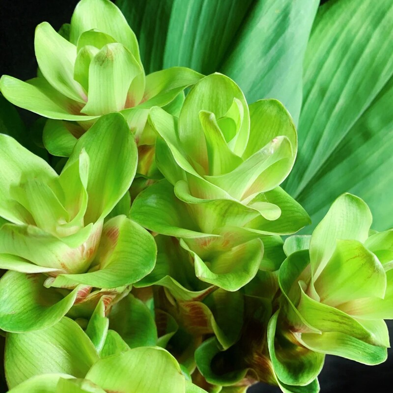 姜荷花绿色小众花艺斗南鲜花基地直发昆明花卉市场批鲜切花发顺丰