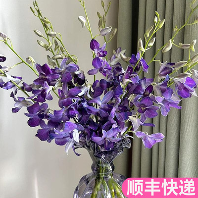 星黛露乌梅子酱洋兰稀有小众