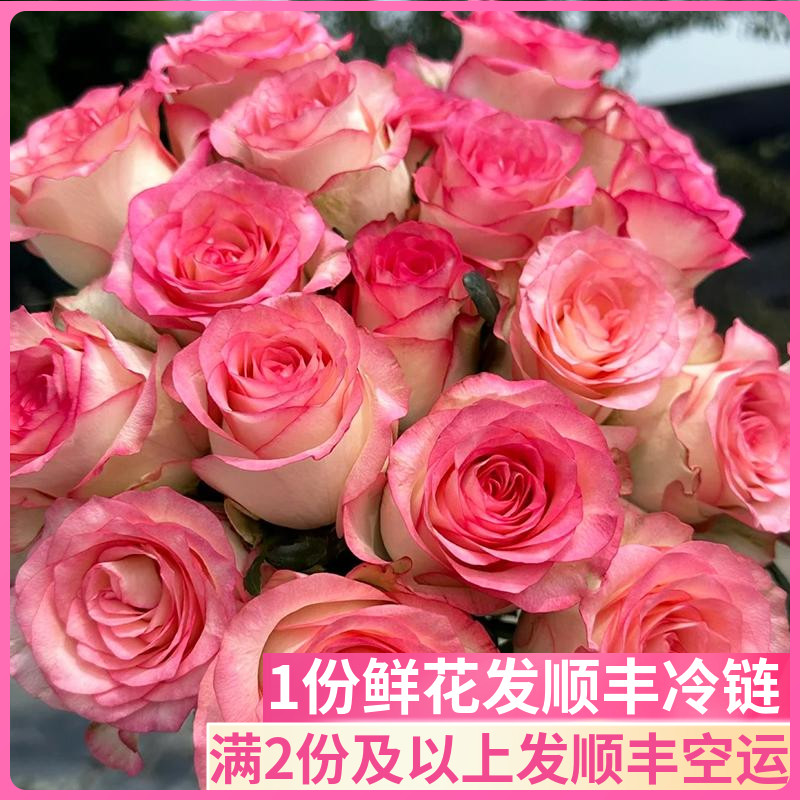 爱莎玫瑰情人节送女友
