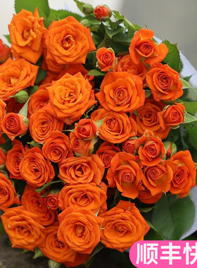 橙色芭比多头玫瑰泡泡云南斗南鲜花基地直发昆明花卉市场批鲜切花