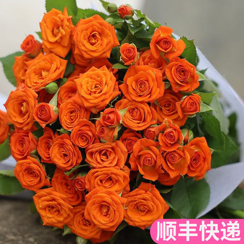 橙色芭比多头玫瑰鲜花基地直发