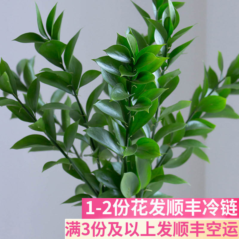 新鲜桔叶配叶基地直发