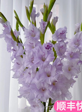 剑兰切花云南斗南鲜花基地直发昆明花卉市场插花水养浅紫色节节高