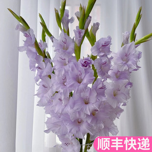 剑兰切花云南斗南鲜花基地直发昆明花卉市场插花水养浅紫色节节高