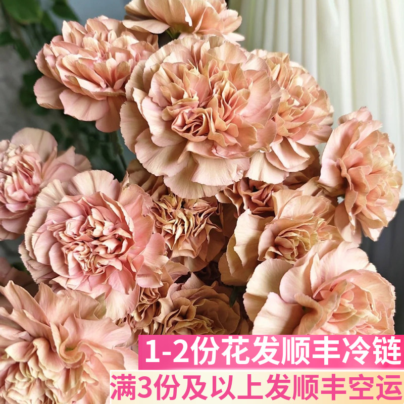 古巴爱情康乃馨鲜切花基地直发