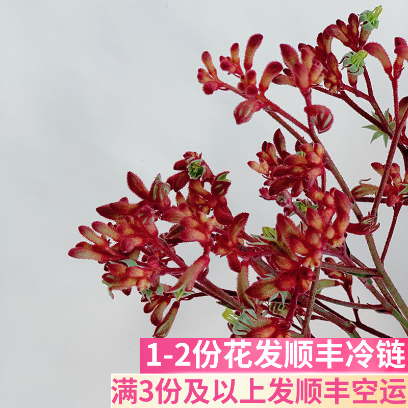 袋鼠爪客厅鲜花基地直发