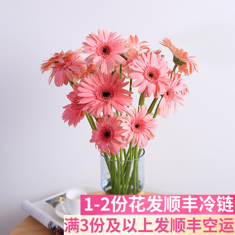 扶郎花客厅鲜花基地直发