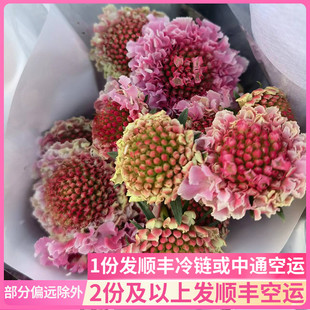 云南斗南鲜花基地直发昆明花卉市场真插花水养花市粉色松虫草配花