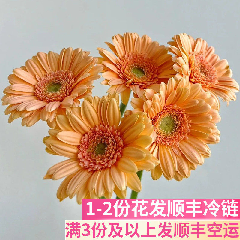 悉尼迷你弗朗花插花办公室
