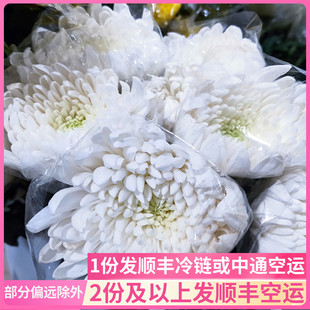 大黄白菊花鲜花云南基地新鲜清明节直发昆明斗南祭祀墓地扫墓上坟