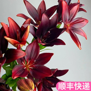 黑宝石亚百合花斗南水养家用鲜花基地花卉市场批云南直发红黑色