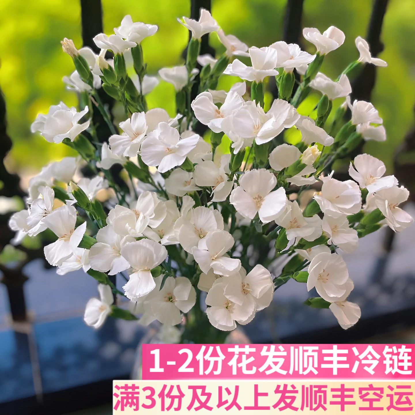 白色单瓣稀有多头康乃馨小众插花