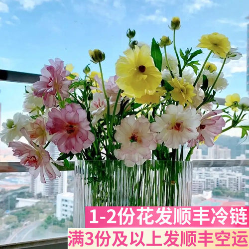 珠光蝴蝶洋牡丹鲜切花基地直发