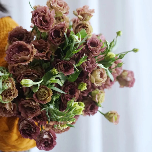 桔梗花鲜花质量怎么样 桔梗花鲜花口碑怎么样 小麦优选