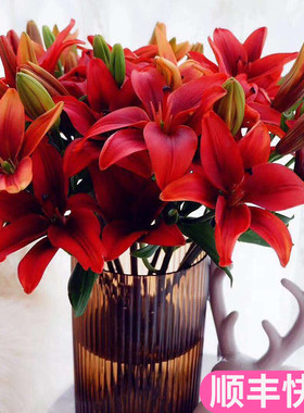 红宝石亚百合插花红百合花斗南鲜花基地直发云南花卉市场客厅