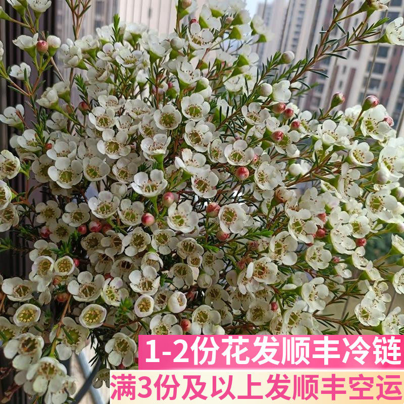 澳洲腊梅真花插花超长花期