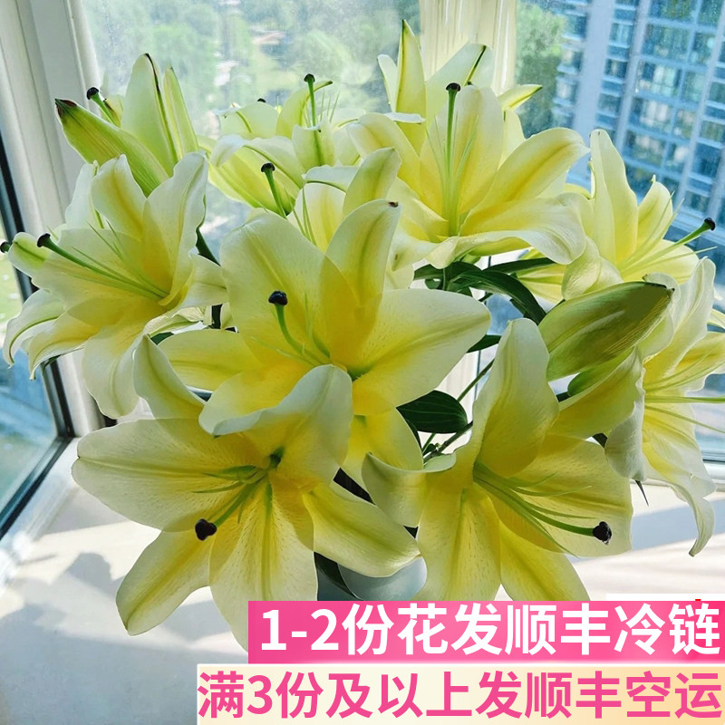 双头黄天霸百合花云南斗南鲜花基地直发昆明花卉市场切大香水花市