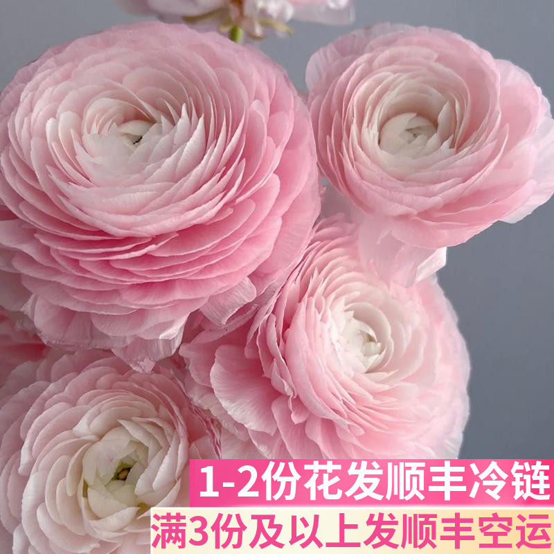 樱花粉洋牡丹斗南鲜花基地直发