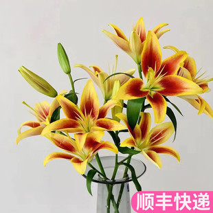 皇冠亚百合云南斗南鲜花基地直发昆明花卉市场批鲜切花发顺丰小众