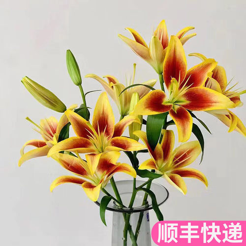 皇冠亚百合云南基地直发