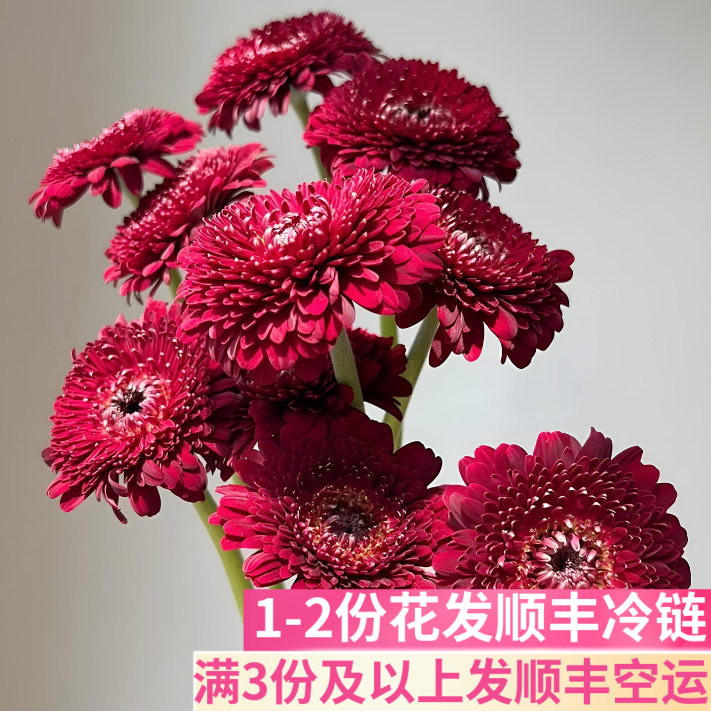 黑巧泡泡非洲菊稀有小众鲜切花