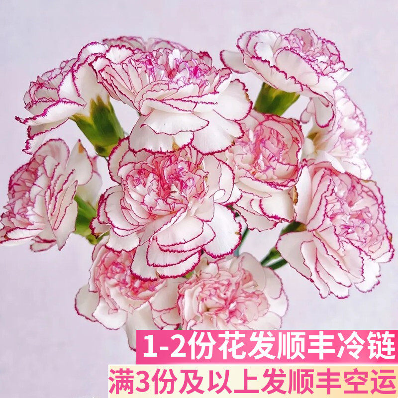 紫精灵康乃馨鲜花基地直发