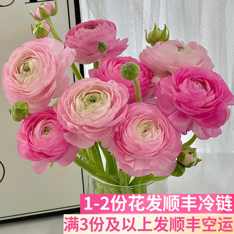 洋牡丹鲜花家用插花顺丰发货
