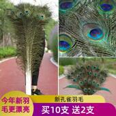 纯天然真孔雀羽毛家居花瓶摆件大眼睛DIY插花古装 演戏专用饰品