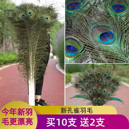 纯天然真孔雀羽毛家居花瓶摆件大眼睛DIY插花古装演戏专用饰品