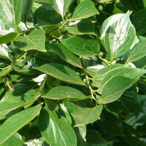 广东新鲜现摘当天黄果朴朴籽叶朴树叶潮汕朴子粿粕籽粿枝叶