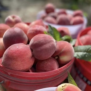 四川攀枝花黑美人桃子新鲜鹰嘴桃红宝石高原桃子雪桃当季顺丰包邮