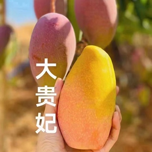 攀枝花红贵妃小贵妃芒果当季新鲜现摘水果10斤包邮自家果园树上熟