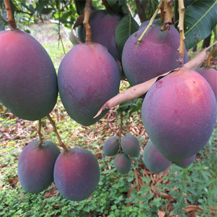 攀枝花凯特芒吉禄紫芒苹果芒彩虹紫芒现摘现发10斤新鲜苹果芒包邮