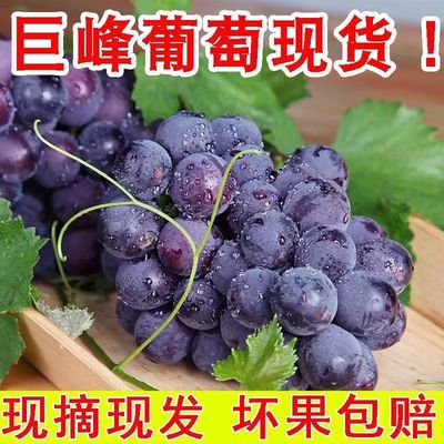 【整串发货】新鲜巨峰葡萄整串装新鲜葡萄应季水果非无籽孕妇水果