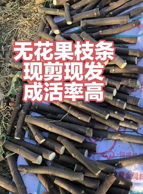 新鲜无花果枝条  现剪现发  无花果扦插枝条无花果嫁接枝条树枝条