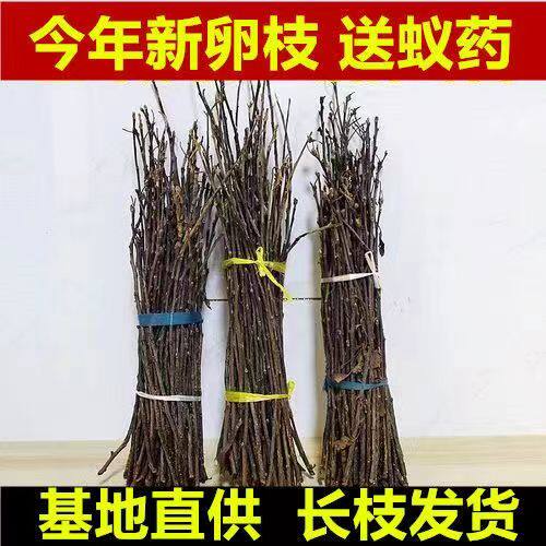 金蝉卵枝条金蝉苹果卵枝爬叉卵知了猴种子杨树卵枝条知了幼苗种子