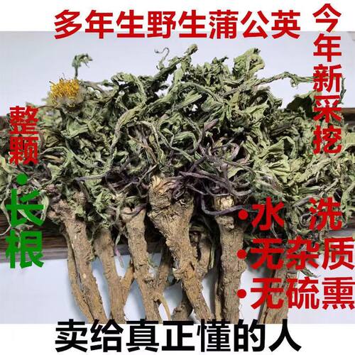 蒲公英新货婆婆丁干货