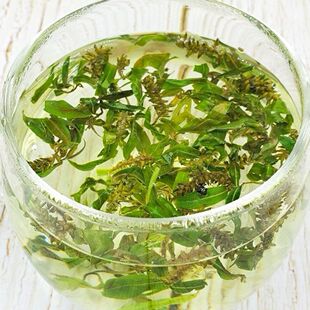 柳树芽中药材 野生嫩柳芽 干柳芽新货柳树芽 柳芽 嫩柳芽 柳芽茶
