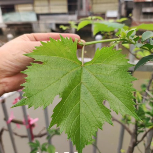 新鲜葡萄叶Sarma葡萄叶包饭Leaf Dolma藤叶卷饭整张大叶现摘现发