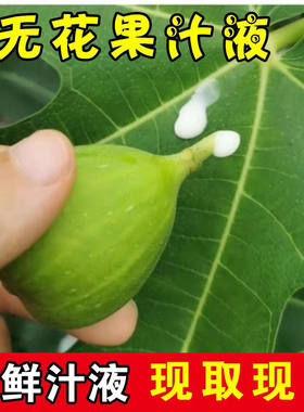 新鲜无花果白汁乳液白浆汁液