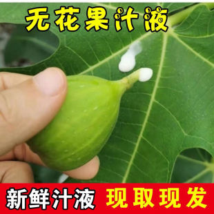 新鲜无花果汁液白汁乳液白浆纯汁原浆乳液青皮无花果茎枝叶汁扁平