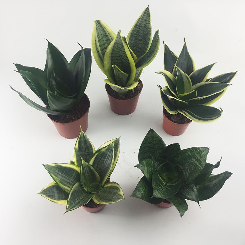 五指汇采虎皮兰原盆金边 哈尼 虎耳 荷花 白玉黑金刚矮种包邮出售