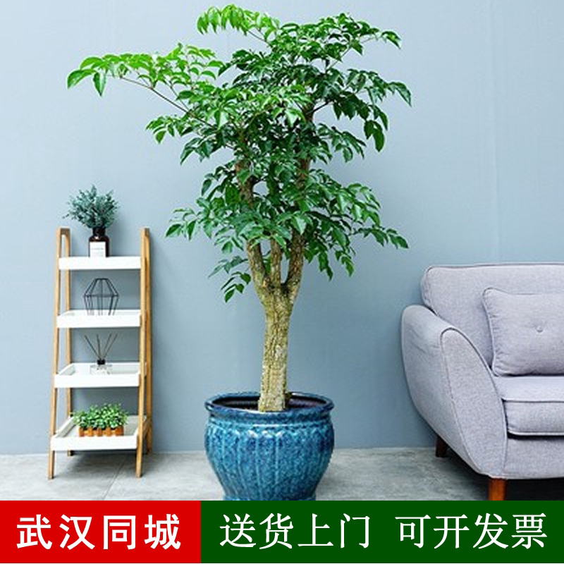 多叉幸福树大型盆栽办公室绿植