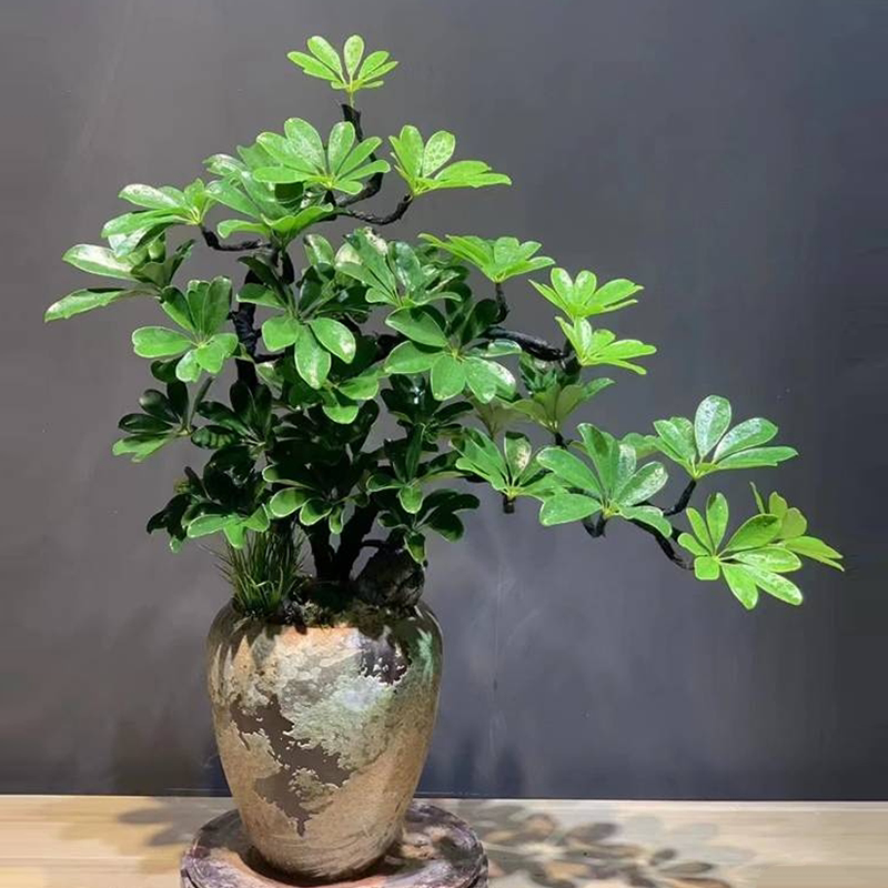 造型鸭脚木盆栽室内绿植禅意盆景
