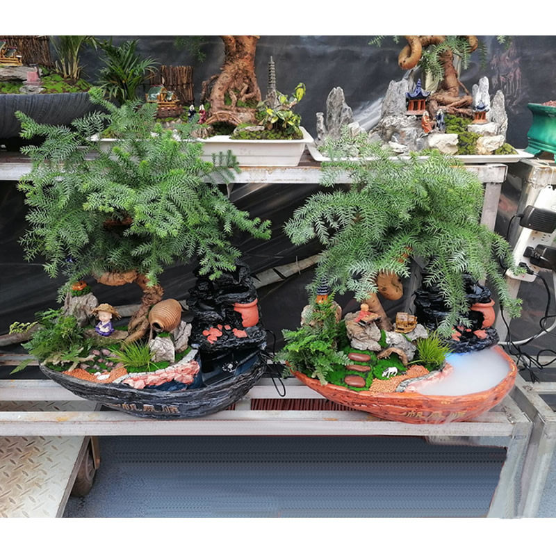 澳洲杉盆景室内盆栽绿植办公桌前台高档绿植净化空气观叶植物花卉