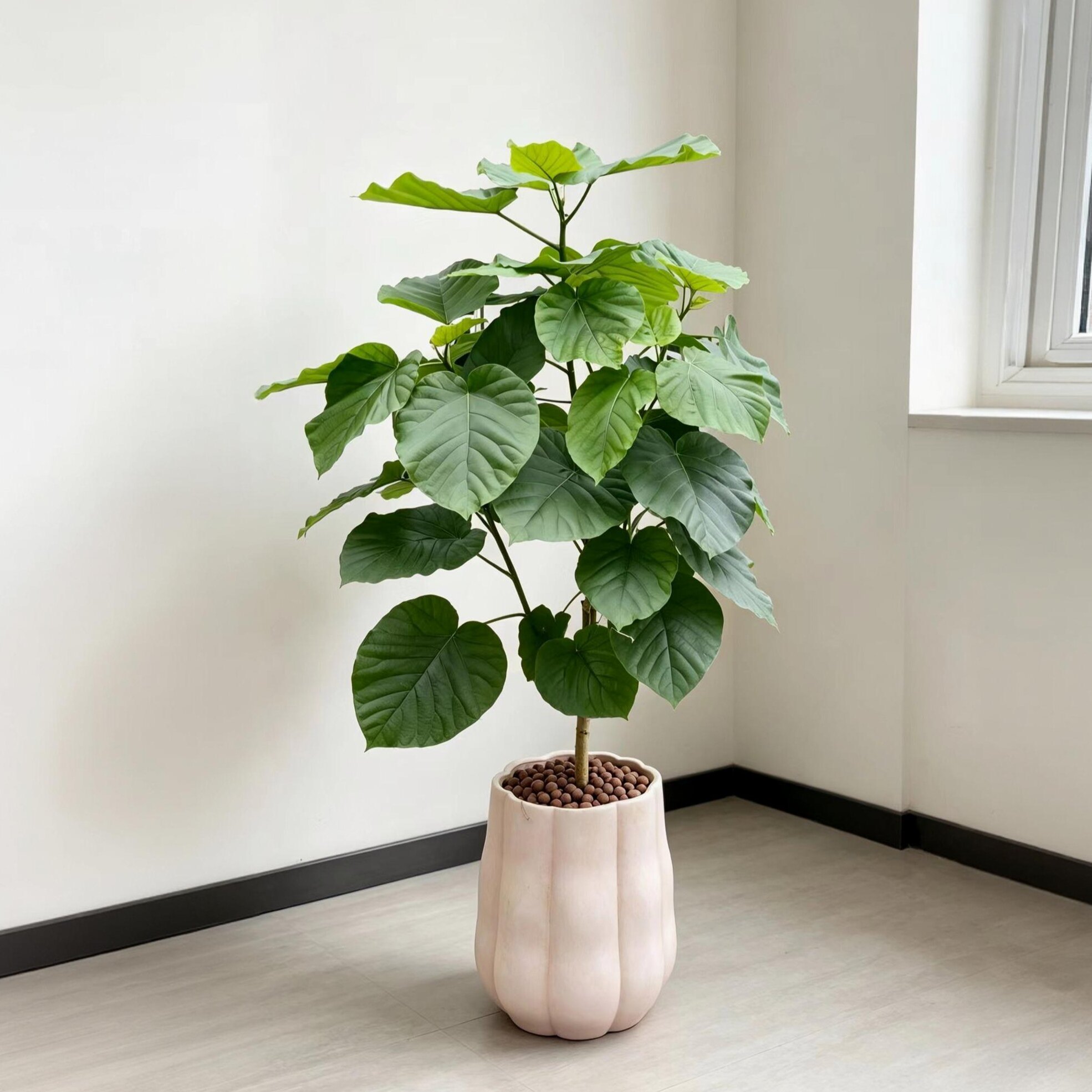 爱心榕室内大型绿植落地盆栽好养