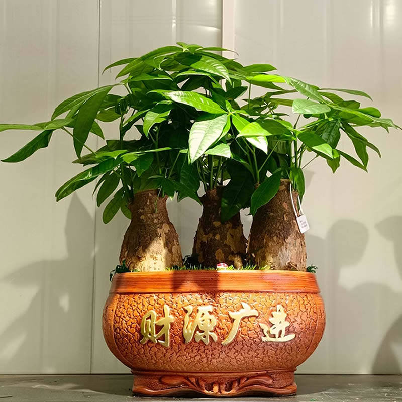 发财树盆景高档盆栽桌面发财树办公室内客厅植物花卉开业乔迁送礼