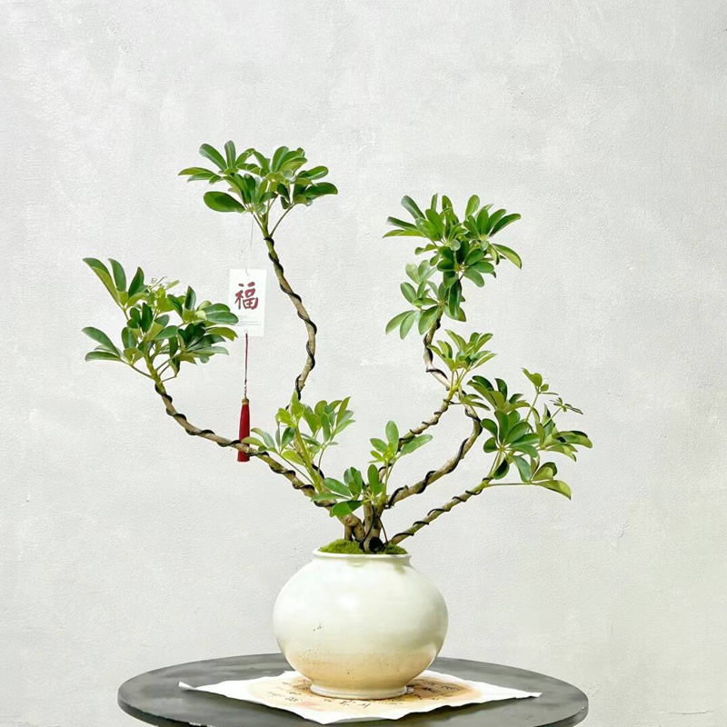 造型鸭脚木盆栽室内客厅桌面植物盆景好养易活禅意绿植花卉