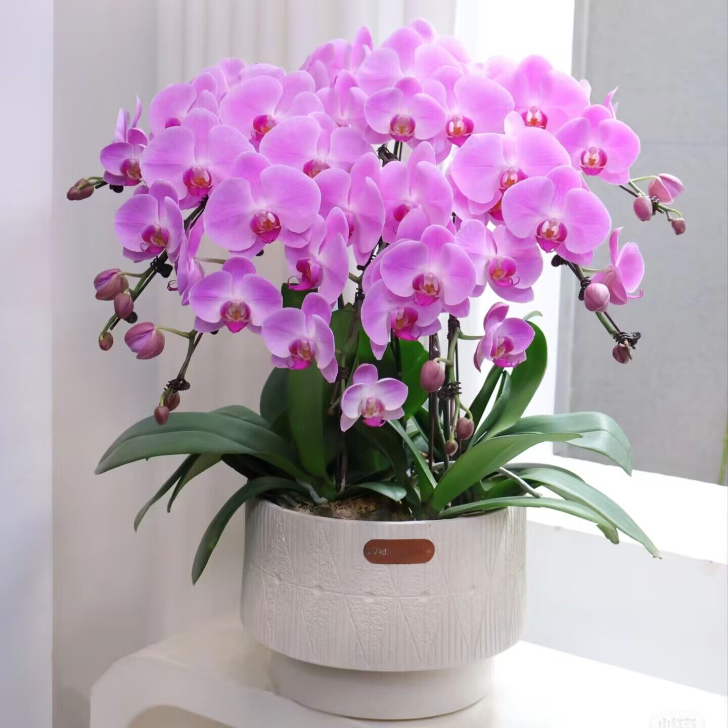 蝴蝶兰盆栽带花苞武汉开业乔迁高档花卉大盆景室内客厅前台兰花